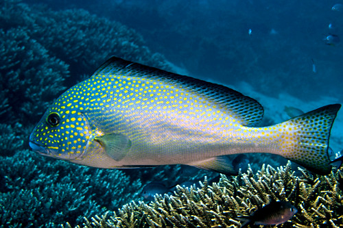 Peixe hemulídeo juvenil - Parque Nacional de Komodo -
