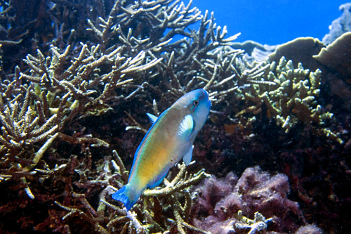 Peixe-papagaio entre galhos de um coral - Parque Nacional de Komodo - 