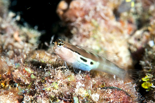29AS236