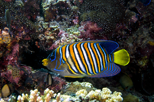 Peixe-anjo real - Ilha de Sipadan - 
