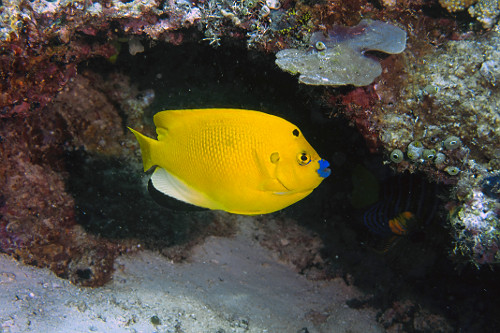Peixe anjo amarelo - Ilha de Sipadan - 