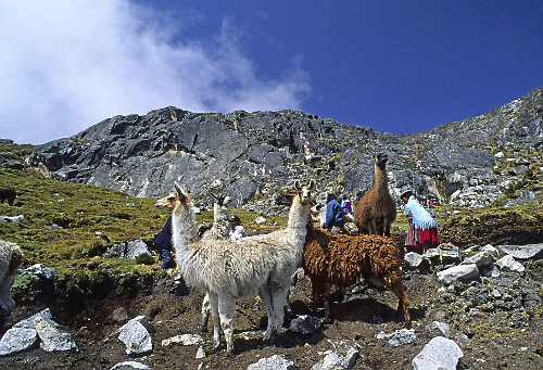 Lhamas no altiplano boliviano