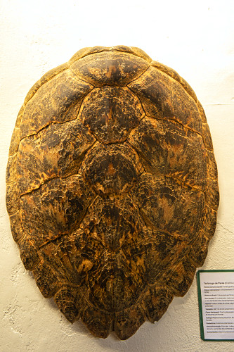 33MS622