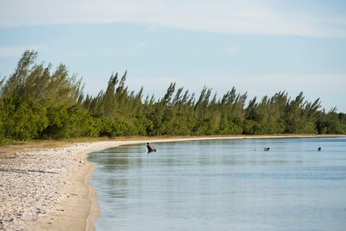 casuarina | Pulsar Imagens | Banco imagens do Brasil