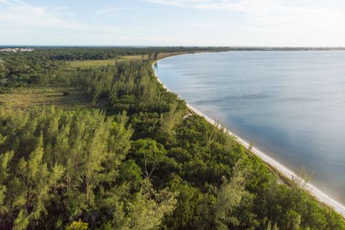 casuarina | Pulsar Imagens | Banco imagens do Brasil