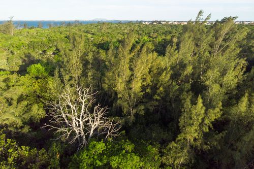 casuarina | Pulsar Imagens | Banco imagens do Brasil