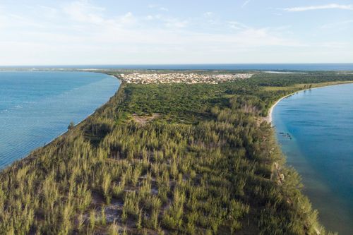 casuarina | Pulsar Imagens | Banco imagens do Brasil