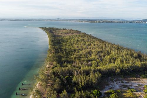 casuarina | Pulsar Imagens | Banco imagens do Brasil
