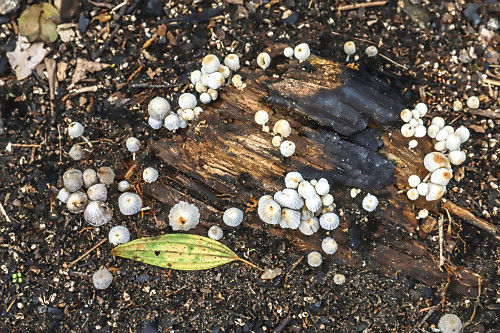 Cultivo de cogumelo portobello em sítio - | Pulsar Imagens | Banco