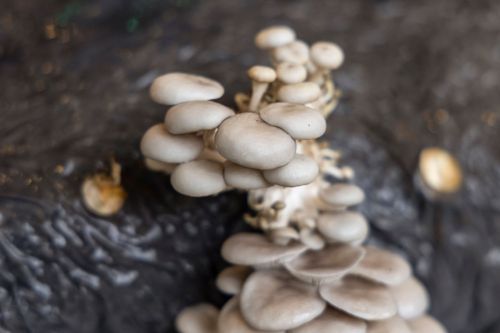 35ER442