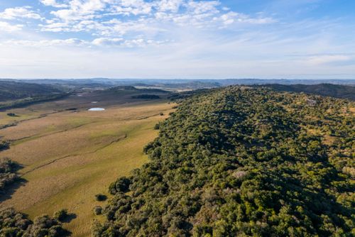 Vista de drone de arbustos , campos com gramíneas e coxilhas no Pampa