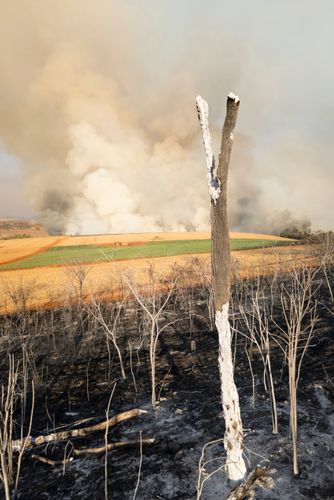 Área de cerrado após incêndio florestal no período de estiagem e ao fundo incêndio em canavial
