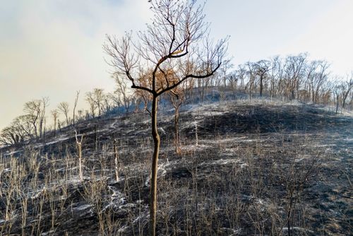 Vegetação de cerrado queimada após incêndio florestal no período de estiagem - Triângulo Mineiro