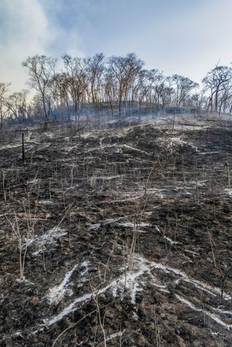 Vegetação de cerrado queimada após incêndio florestal no período de estiagem - Triângulo Mineiro