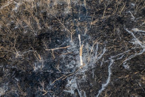 Vegetação de cerrado queimada após incêndio florestal no período de estiagem - Triângulo Mineiro