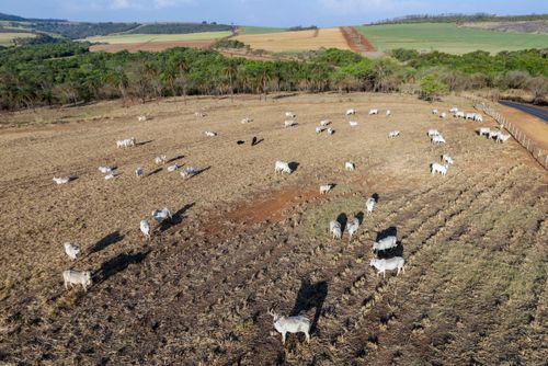 Vista de drone de gado bovino pastando em sobra de palhada da colheita de milho