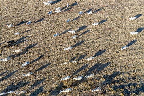 Vista de drone de gado bovino pastando em sobra de palhada da colheita de milho