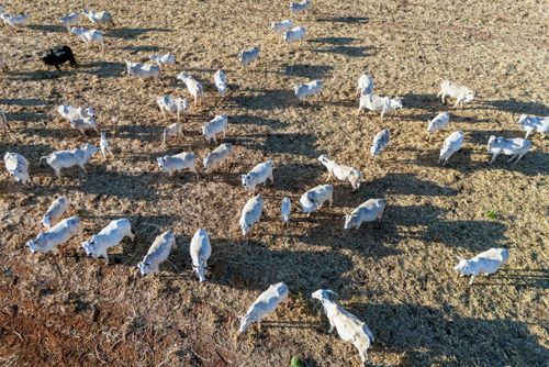 Vista de drone de gado bovino pastando em sobra de palhada da colheita de milho