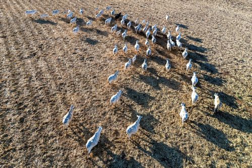 Vista de drone de gado bovino pastando em sobra de palhada da colheita de milho