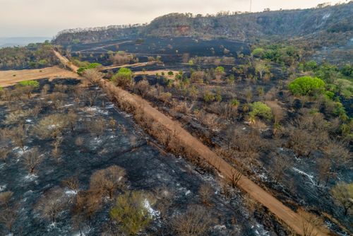 Plantação e mata nativa queimados após incêndio florestal durante a estiagem