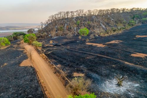 Plantação e mata nativa queimados após incêndio florestal durante a estiagem