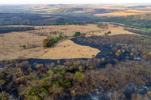 Plantação e mata nativa queimados após incêndio florestal durante a estiagem - Triângulo Mineiro