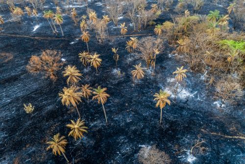 Mata do bioma cerrado queimada após incêndio florestal durante a estiagem