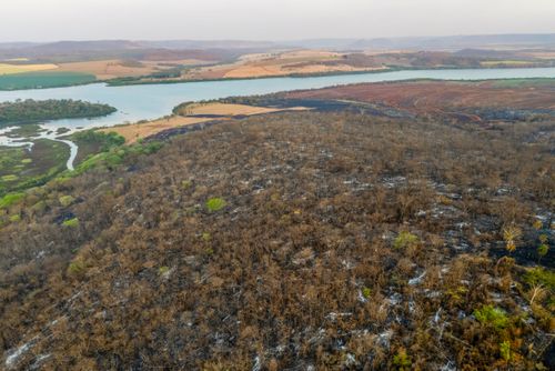Plantação e mata nativa queimados após incêndio florestal durante estiagem - rio Grande ao fundo