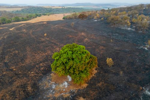 Plantação e mata nativa queimados após incêndio florestal durante a estiagem - Triângulo Mineiro