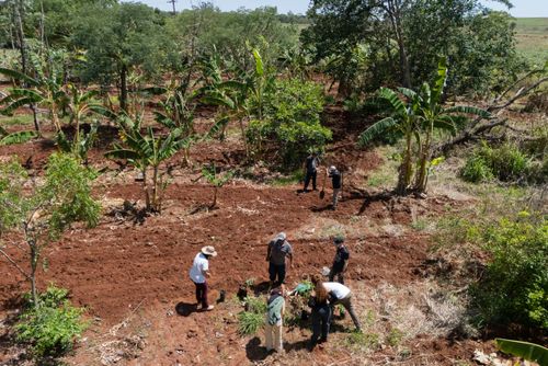 Mutirão para plantação no sistema agroflorestal - Assentamento Sepé Tiaraju