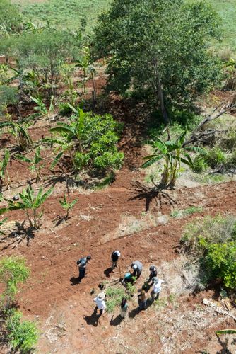 Mutirão para plantação no sistema agroflorestal - Assentamento Sepé Tiaraju