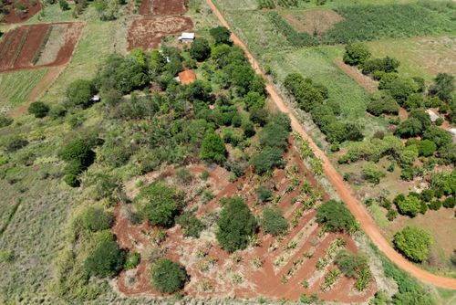 Plantação no sistema agroflorestal - Assentamento Sepé Tiaraju