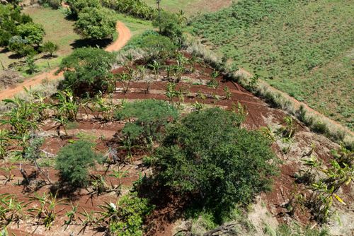 Plantação no sistema agroflorestal - Assentamento Sepé Tiaraju