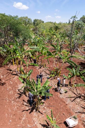 Mutirão para plantação no sistema agroflorestal - Assentamento Sepé Tiaraju