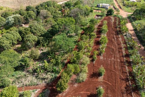 Plantação no sistema agroflorestal - Assentamento Sepé Tiaraju