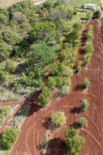 Plantação no sistema agroflorestal - Assentamento Sepé Tiaraju