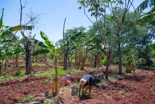 Agricultora assentada plantando no sistema agroflorestal - Assentamento Sepé Tiaraju