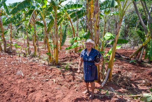 Agricultora assentada na plantação no sistema agroflorestal - Assentamento Sepé Tiaraju