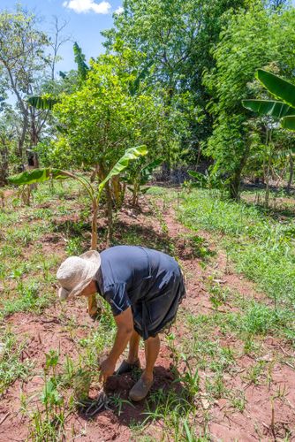 Agricultora assentada plantando no sistema agroflorestal - Assentamento Sepé Tiaraju