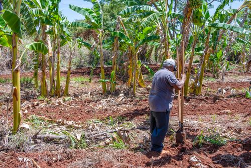 Agricultor assentado usando cavadeira no plantio no sistema agroflorestal - Assentamento Sepé Tiaraju