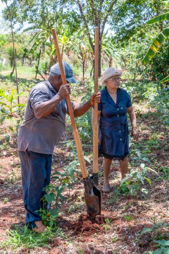 Agricultor assentado usando cavadeira no plantio no sistema agroflorestal - Assentamento Sepé Tiaraju