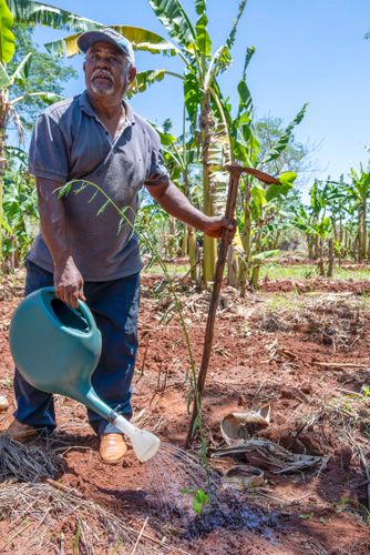 Agricultor assentado regando plantação no sistema agroflorestal - Assentamento Sepé Tiaraju