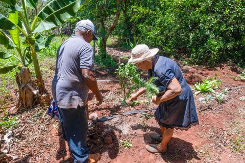 Agricultores assentados plantando no sistema agroflorestal - Assentamento Sepé Tiaraju