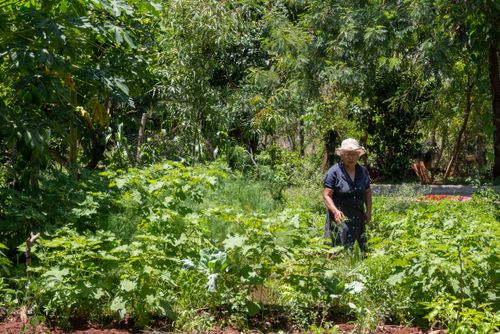 Agricultora assentada na plantação no sistema agroflorestal - Assentamento Sepé Tiaraju
