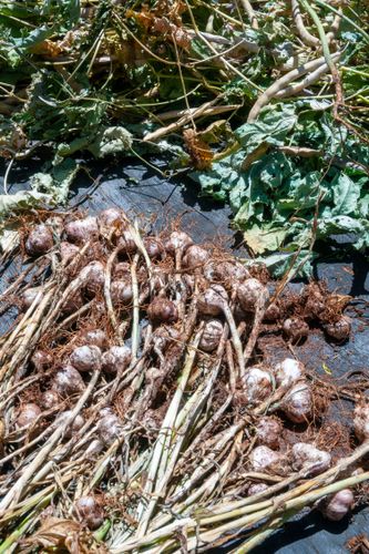 Colheita de cebolinha-verde ou cebola ciganinha plantada no sistema agroflorestal - Assentamento Sepé Tiaraju