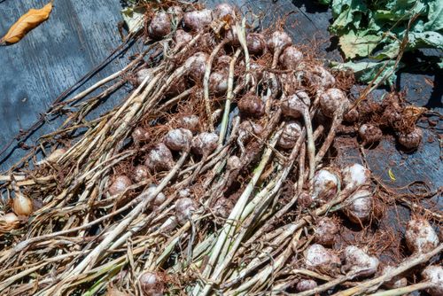 Colheita de cebolinha-verde ou cebola ciganinha plantada no sistema agroflorestal - Assentamento Sepé Tiaraju