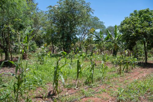 Plantação de milho e banana no sistema agroflorestal - Assentamento Sepé Tiaraju