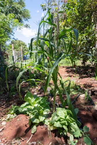 Plantação de milho e verdura no sistema agroflorestal - Assentamento Sepé Tiaraju