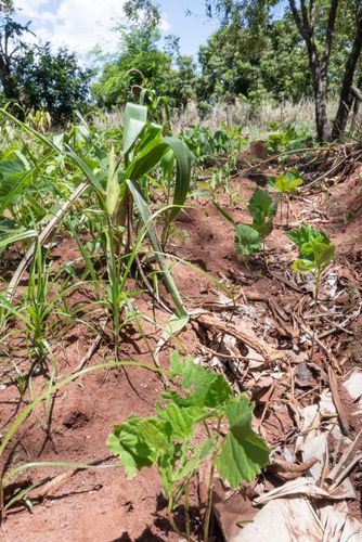 Plantação de feijão e milho no sistema agroflorestal - Assentamento Sepé Tiaraju