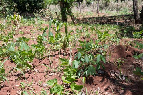 Plantação de mandioca e milho no sistema agroflorestal - Assentamento Sepé Tiaraju